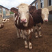 郑州牛养殖基地西门塔尔怀孕母牛