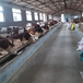 赤峰西门塔尔牛小母牛三百至四百斤多少钱一头