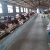 忻州西門塔爾牛養殖場2023(今天/價格)