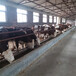  Six hundred jin Simmental cows in Shenyang