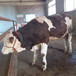 西门塔尔5之6个月的小母牛犊新的价格