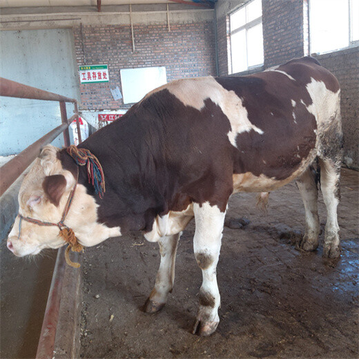 西门塔尔8个月小母牛犊价格表