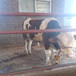 西门塔尔繁殖母牛400斤左右多少钱