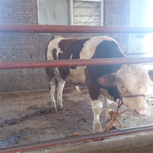 临汾养殖基地西门塔尔繁殖母牛多少钱一头