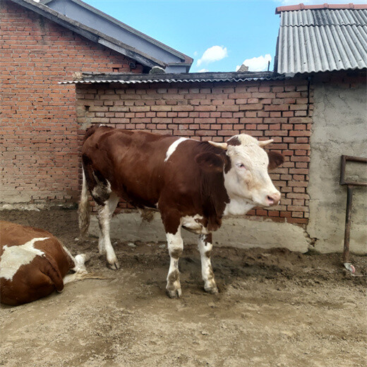 巴中西门塔尔5个月的小牛多少钱一头