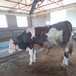 西门塔尔四代母牛400斤左右价格