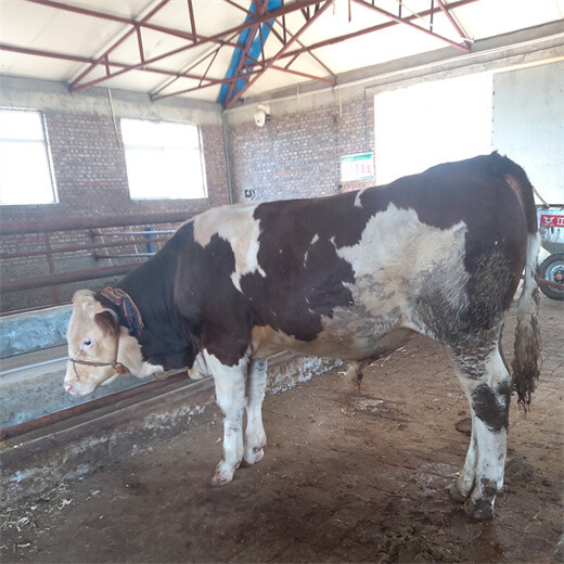 西门塔尔繁殖母牛五个月的市场价多少