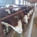 包头西门塔尔三四百斤基础母牛的价格