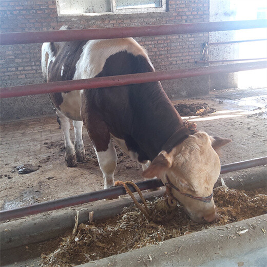 下城300斤西门塔尔牛小母牛出售