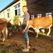 永和600多斤西门塔尔牛犊小母牛价格