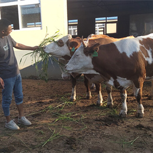 钦州西门塔尔小牛价格300斤
