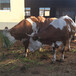 西门塔尔400斤的母牛苗现在什么价