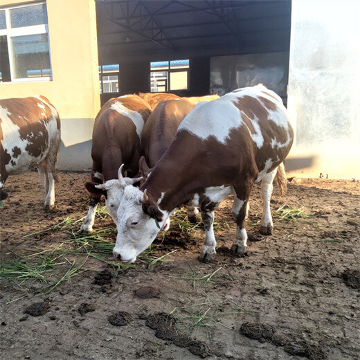 泰安养牛基地400斤西门塔尔小母牛价格