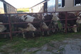乌海西门塔尔牛种牛养殖基地