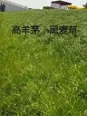 生態(tài)袋和植生袋_植生袋護坡單價生態(tài)護坡施工方法