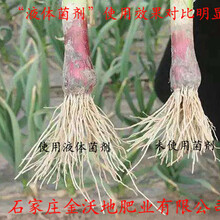 移栽红薯秧微生物生根菌剂生根壮苗防死苗烂颗刹虫炕菌