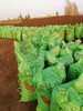 山東東營干雞糞廠家晾曬純干雞糞塊無雜質80斤一袋