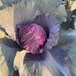 Purple cabbage seeds Red cabbage Vegetable seeds Specialties
