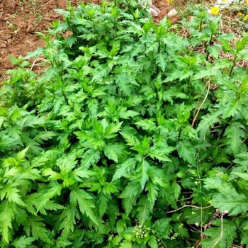 菊花脑种子早熟多年生种苗特菜种子基地批发