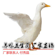蛋鸭降低氨臭禽饲料添加剂一件起发