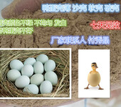 鸭蛋壳上有白色颗粒鸭子产沙壳蛋耐高温壳红素