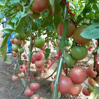 耐寒番茄品种，低温转色快，越冬高产番茄品种