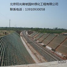 綠化護坡-植生袋護坡-土工格柵-主動防護網(wǎng)護坡圖片