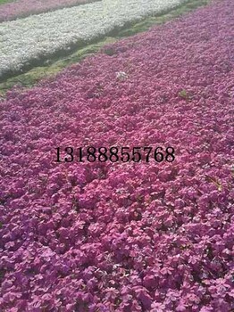 芝櫻花卉的特性