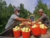 江蘇蘇州出國勞務新西蘭農場采摘工普工月薪3萬出國打工司機