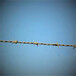 河北镀锌刺绳厂家供应丽水铁丝网围栏带刺钢丝网