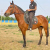 騎乘馬訓練基地騎乘馬圖片那里有賣騎乘馬的
