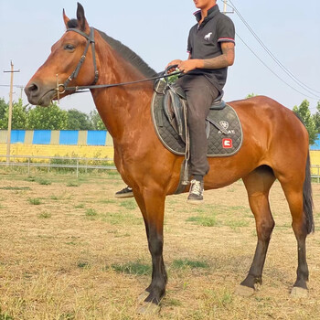骑乘马训练基地骑乘马图片那里有卖骑乘马的