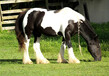 设特兰矮马出售设特兰矮马价格设特兰矮马品种