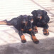 两个月罗威纳犬图片小罗威纳犬怎么卖大骨架罗威纳犬价格
