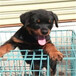 罗威纳犬幼犬出售价格2个月罗威纳犬怎么卖小罗威纳犬图片