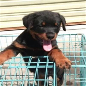 出售2個月捷克狼犬圖片大骨架捷克狼犬多少錢一條