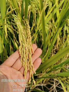 水稻营养抗病增产套餐昆仑风
