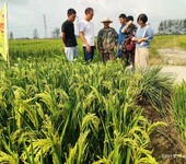 水稻预防病害严重就用水稻增产套餐昆仑风