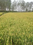 亚磷酸钾花得果促进小麦水稻灌浆小麦水稻灌浆肥