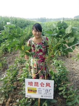 大豆结荚多增产套餐昆仑风大豆增产套餐