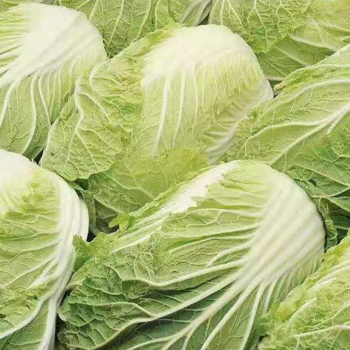 白菜叶面肥光碳核肥白菜促生长叶面肥