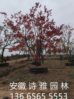 安徽肥西烏桕基地，叢生烏桕基地，合肥烏桕基地