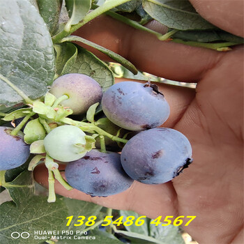 福建厦门早熟蓝莓苗品种特性