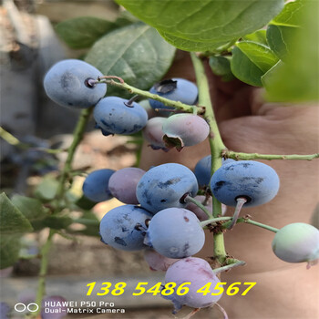 福建厦门早熟蓝莓苗品种特性