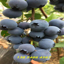廣西河池耐寒藍莓苗高產品種介紹圖片