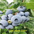 1年蓝丰蓝莓苗主产区价格图片