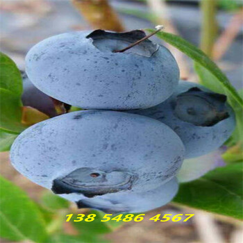 贵州黔西南智利杜克蓝莓苗近期批发价格