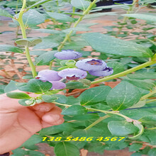 5年早熟藍莓苗近期批發價格圖片