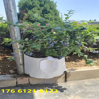 h5蓝莓苗几月份移栽比较好，地栽h5蓝莓苗