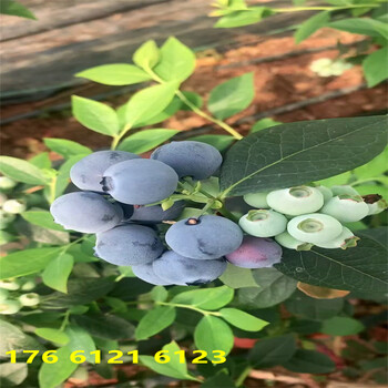 地栽3年低休眠期蓝莓苗适合什么气候